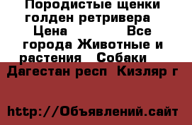 Породистые щенки голден ретривера › Цена ­ 25 000 - Все города Животные и растения » Собаки   . Дагестан респ.,Кизляр г.
